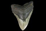 Fossil Megalodon Tooth - North Carolina #124964-1